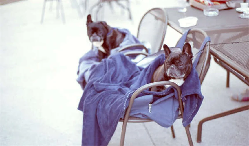 Can Dogs Take Imodium? Vet-Approved Safety Guide