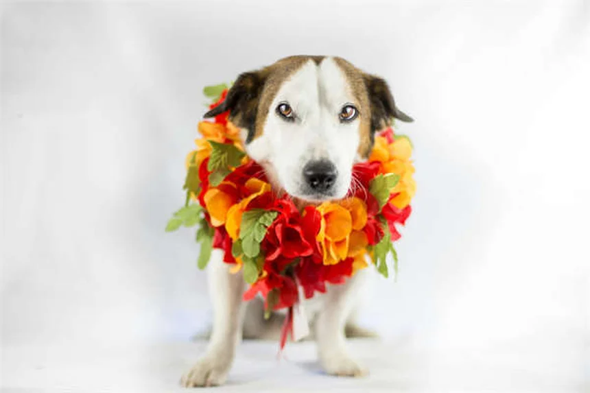 How Fish Brains Work: 3 Amazing Control Systems Explained